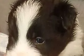 Majlo , piesek Border Collie