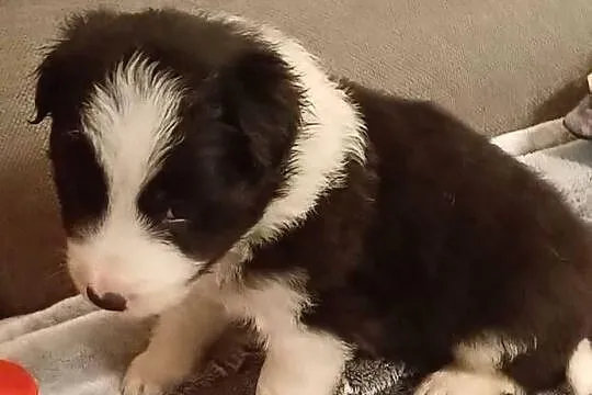 Majlo , piesek Border Collie, Łódzkie, Łódź
