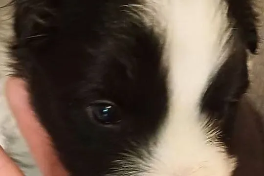 Majlo , piesek Border Collie, Łódzkie, Łódź