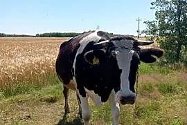 Młoda krowa HF na ocieleniu!