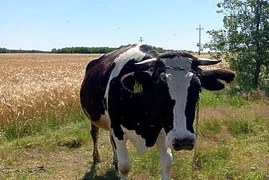 Młoda krowa HF na ocieleniu!, Lubelskie, Michów