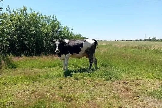 Młoda krowa HF na ocieleniu!, Lubelskie, Michów