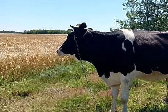 Młoda krowa HF na ocieleniu!, Lubelskie, Michów