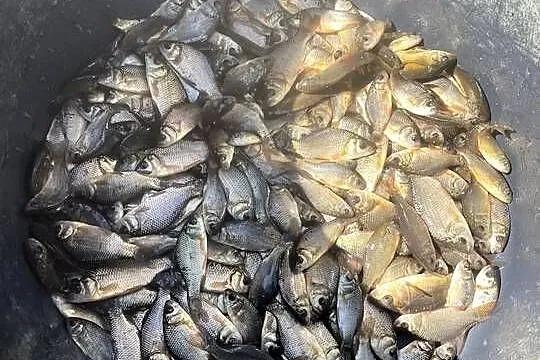 Ryby do oczek wodnych Jesiotr Albinos Karaś kolorowy, Amur Karp Lin Tołpyga