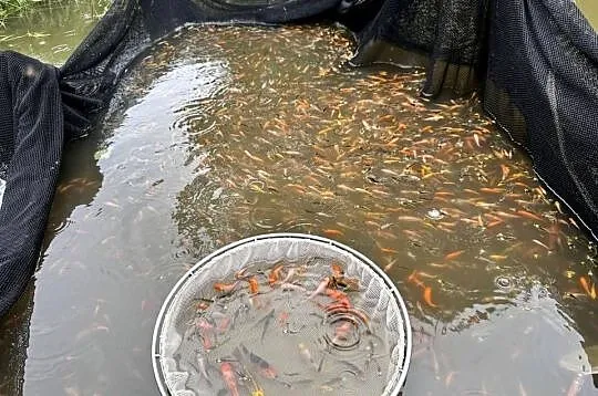 Ryby do oczek wodnych Jesiotr Albinos Karaś kolorowy, Amur Karp Lin Tołpyga, Wielkopolskie, Konin