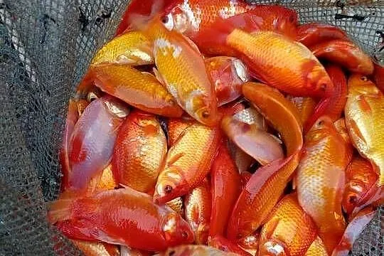 Ryby do oczek wodnych Jesiotr Albinos Karaś kolorowy, Amur Karp Lin Tołpyga, Wielkopolskie, Konin