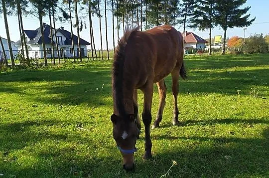 kuc walijski grB ogierek 2 lata, , Miłomłyn