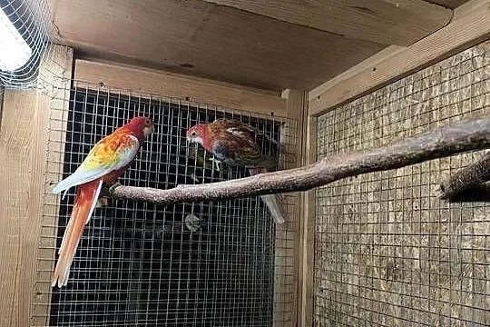 Papugi Rozelle Białolice parka lęgowa rubino, Wielkopolskie, Rostarzewo