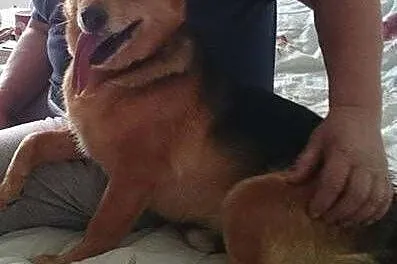 LAKI - mały piesek ze złamaną szczęką do adopcji, 