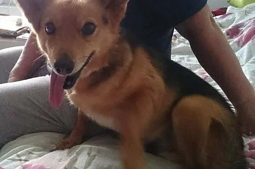 LAKI - mały piesek ze złamaną szczęką do adopcji, 