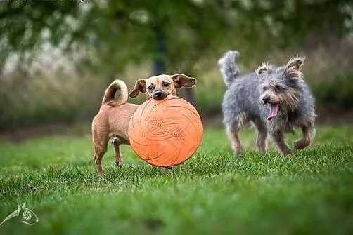 Z takim psem, jak SCOOBY nie będziesz się nudzić:)