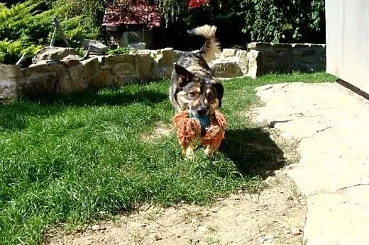 AZA piękna, średnia, radosna sunia poleca sie do a