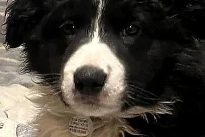 Bolde Collie szczeniaki, Pomorskie, Mrówczyno