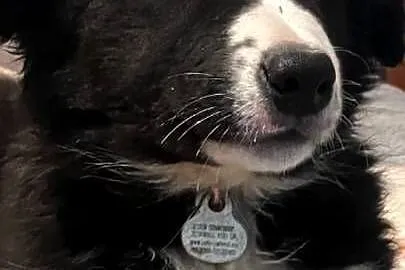 Bolde Collie szczeniaki, Pomorskie, Mrówczyno