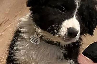 Bolde Collie szczeniaki, Pomorskie, Mrówczyno