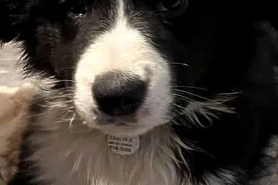 Bolde Collie szczeniaki, Pomorskie, Mrówczyno