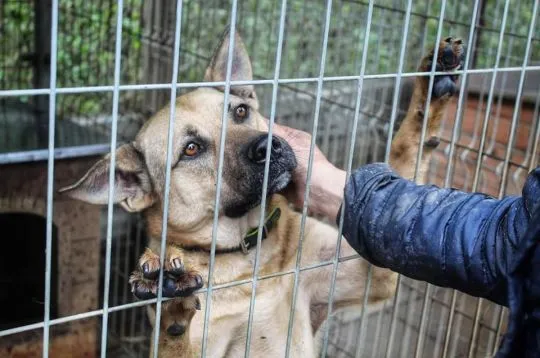 Ares - wesoły, aktywny psiak szuka domu!  Ares to średniej wielkości pies. Ma około 3 lat. Gdy podej, , Warszawa