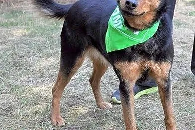 Frodo poleca się do adopcji ,  łódzkie Łódź