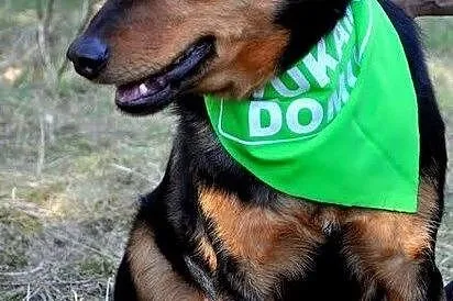 Frodo poleca się do adopcji ,  łódzkie Łódź