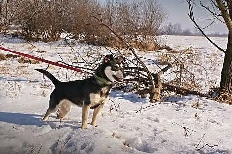 Suzi młodziutka sunia bardzo potrzebuje człowieka!