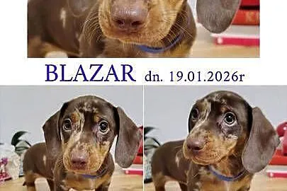 SAMIEC Jamnik krótkowłosy Choco Merle podpalany BLAZAR Kraków, Małopolskie, Kraków