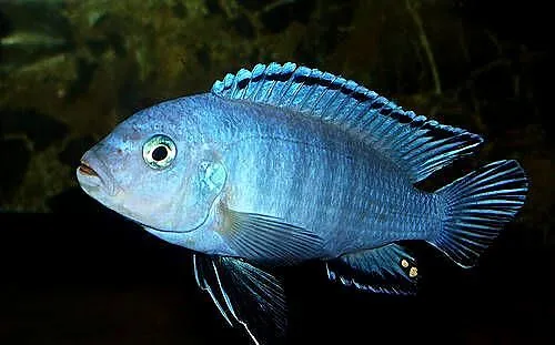 Rybki pyszczaki pseudotropheus socolofi, Warmińsko-mazurskie, Kieźliny
