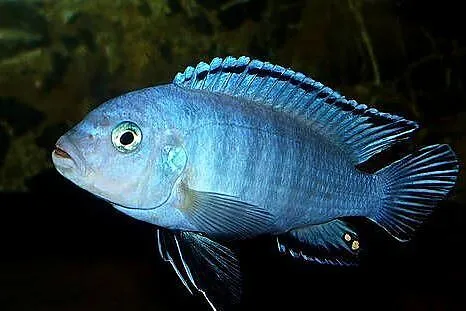Rybki pyszczaki pseudotropheus socolofi, Warmińsko-mazurskie, Kieźliny