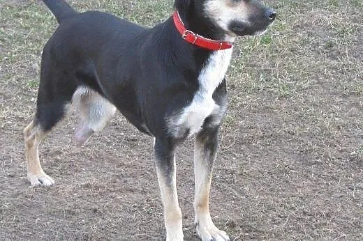 Trójłapka Mela szuka cudownego domu,  podlaskie Białystok