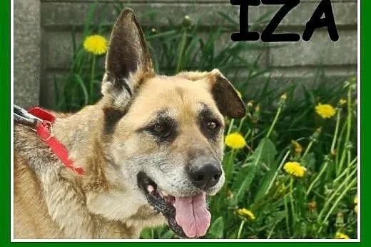 Seniorka,spokojna, łagodna, zrównoważona, przyjazna suczka IZA.Adopcja.,  małopolskie Kraków