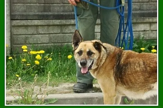 Seniorka,spokojna, łagodna, zrównoważona, przyjazn