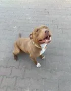 Megi, wyjątkowa sunia w typie pitbulla red nose  Do adopcji – Megi, wyjątkowa sunia w typie pitbulla