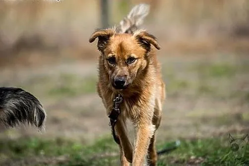 Bursztynek wyjątkowy pies do adopcji,  śląskie Rac