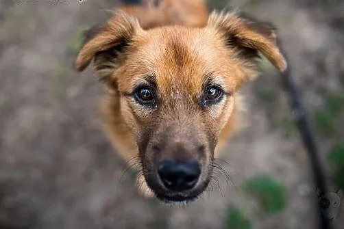 Bursztynek wyjątkowy pies do adopcji,  śląskie Rac