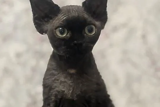 Kocur czarny Devon Rex
