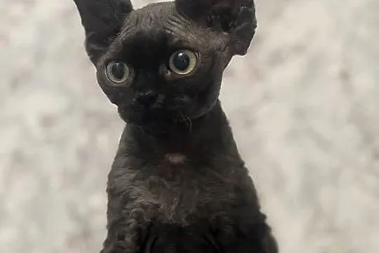 Kocur czarny Devon Rex, Śląskie, Zabrze