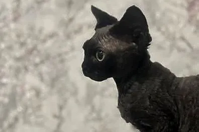 Kocur czarny Devon Rex, Śląskie, Zabrze