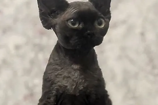 Kocur czarny Devon Rex, Śląskie, Zabrze