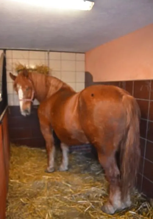 Sprzedam klacz zimnokrwistą wraz z źrubkiem lub os