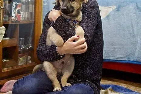 HYZIO pozytywnie zakręcony szczeniak :-),  mazowie