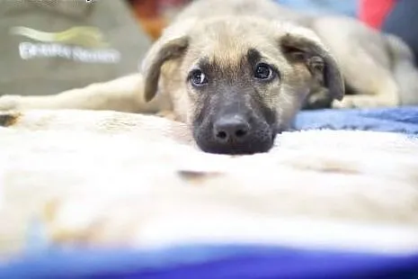 HYZIO pozytywnie zakręcony szczeniak :-),  mazowie