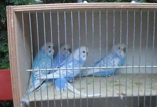 Papużki faliste- samce