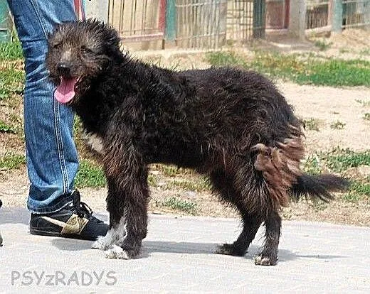 MARCEL oryginalny, pozytywny mix teriera zapatrzon
