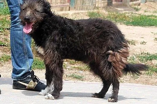 MARCEL oryginalny, pozytywny mix teriera zapatrzon