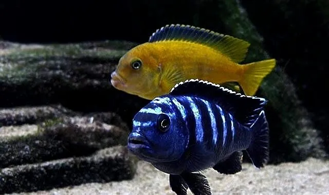 pyszczaki, Pseudotropheus Saulosi, Warmińsko-mazurskie, Olsztyn