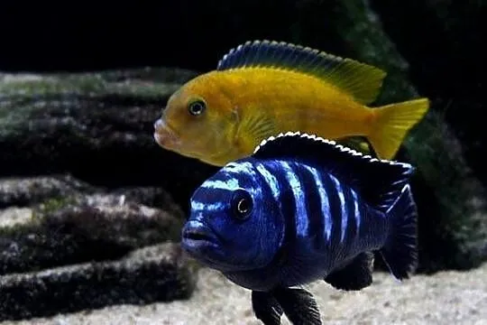 pyszczaki, Pseudotropheus Saulosi, Warmińsko-mazurskie, Olsztyn