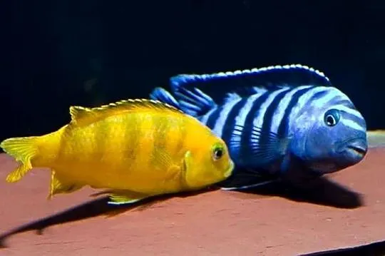 pyszczaki, Pseudotropheus Saulosi, Warmińsko-mazurskie, Olsztyn