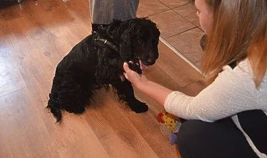 Spaniel Lucky szuka domu, dolnośląskie Wałbrzych