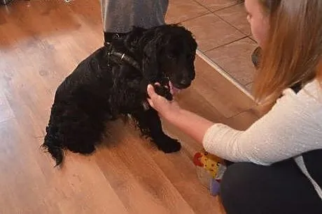 Spaniel Lucky szuka domu,  dolnośląskie Wałbrzych