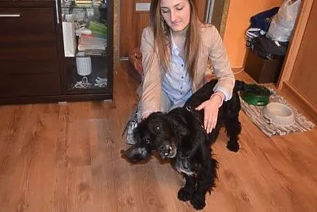 Spaniel Lucky szuka domu,  dolnośląskie Wałbrzych