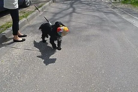 Spaniel Lucky szuka domu,  dolnośląskie Wałbrzych